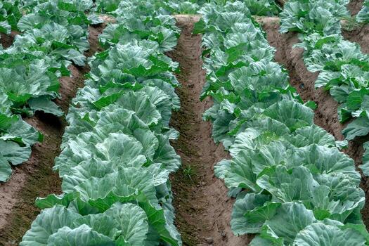 Production Agriculture