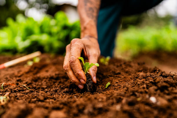 Plant Production Seedlings